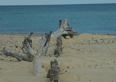 Whitefish Point